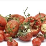 Economic hardships force Nigerians to buy rotten tomatoes