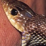 Report warns half of Nigerian hospitals cannot adequately treat snakebite victims