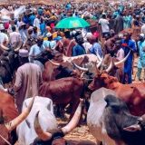 People Want to Buy, But There’s No Money – Cattle Sellers Lament Low Sallah Sales