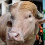 Rare Albino Buffalo Nicknamed ‘Donald Trump’ Escapes Eid Sacrifice in Bangladesh