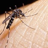 Two German Airport Workers Die From Malaria Linked to Mosquito on Plane