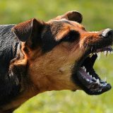 Suspected Rabid Dog Bites 18 in Kano Community as NFSS Deploys Personnel