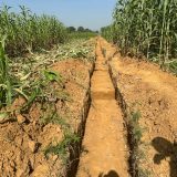 Kano Communities Allege Crop Destruction, Govt Defiance of Court Order Amid Land Dispute