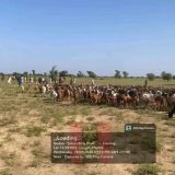 Fansan Yamma Troops Crush Ambush, Rescue Two Herders